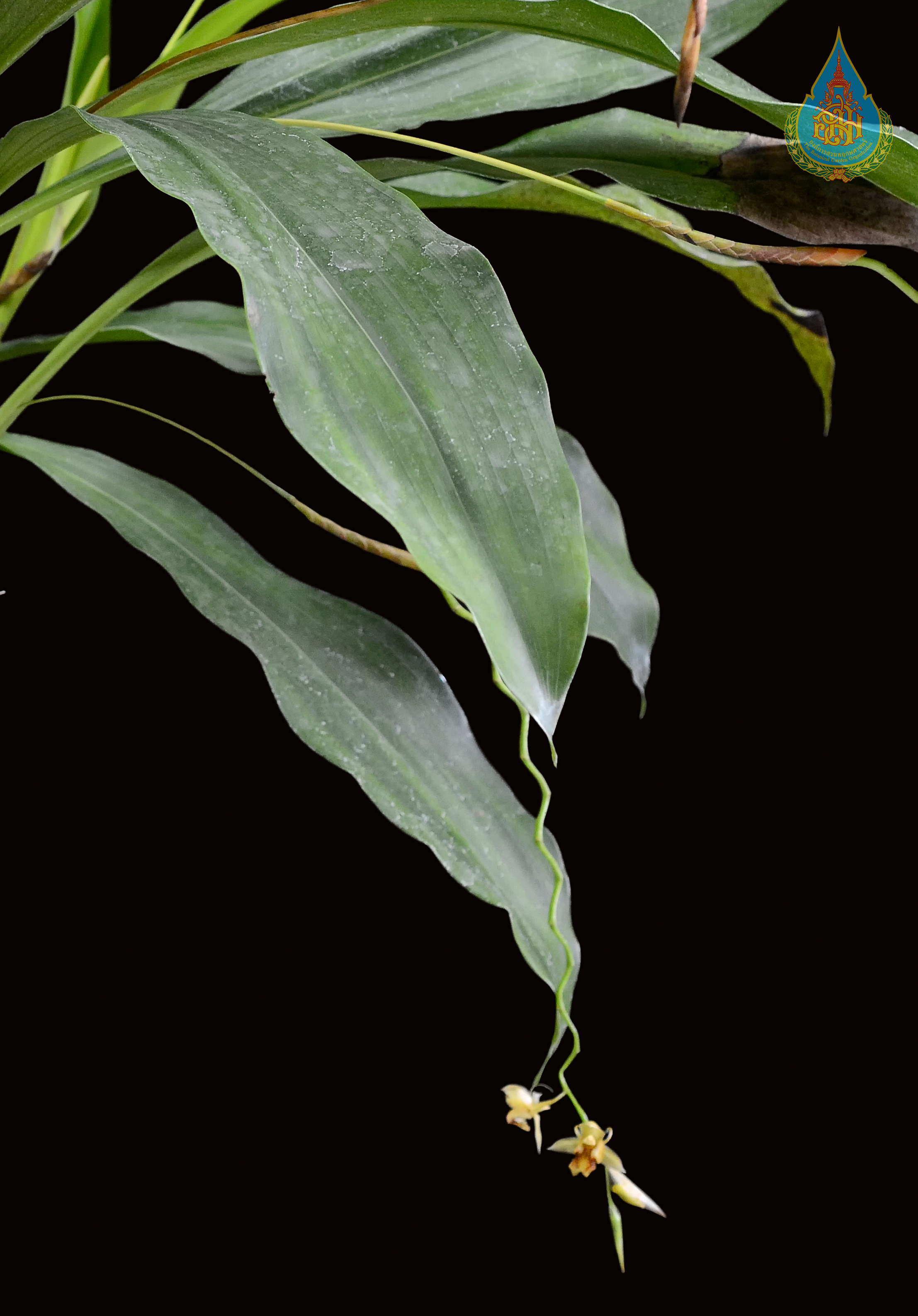 เอื้องนกกระติ๊ด Coelogyne rigida C.S.P.Parish & Rchb.f.<br/>ORCHIDACEAE